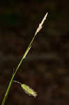 Cherokee sedge